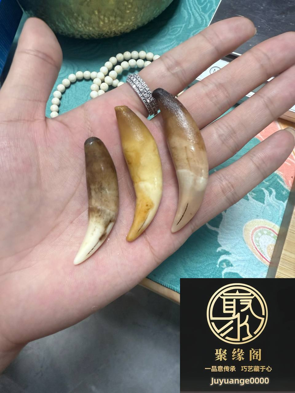 极品野生小虎牙三颗