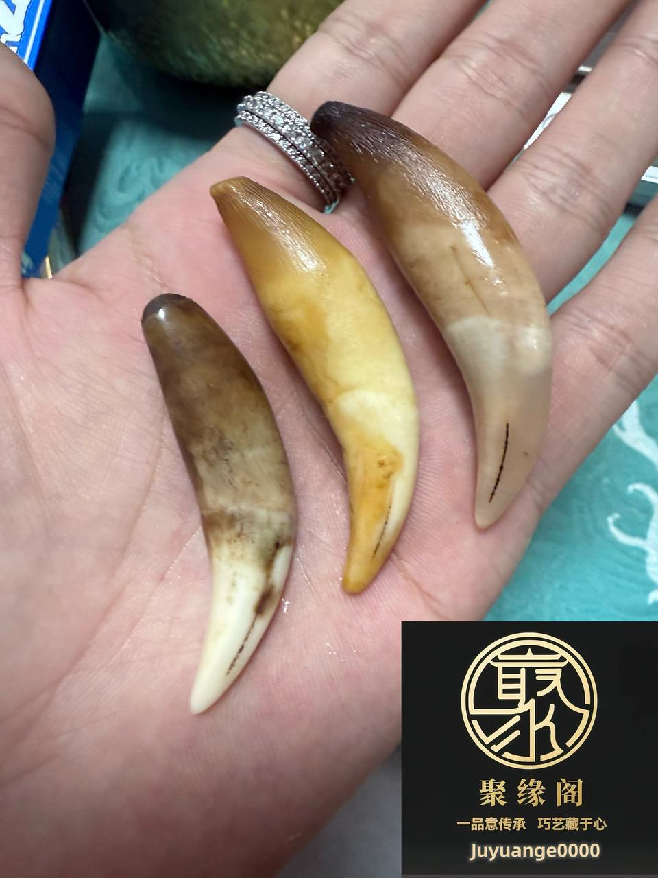 极品野生小虎牙三颗