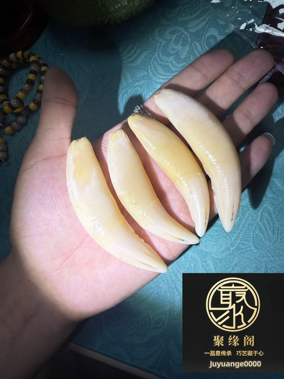 纯野生虎牙精品一套