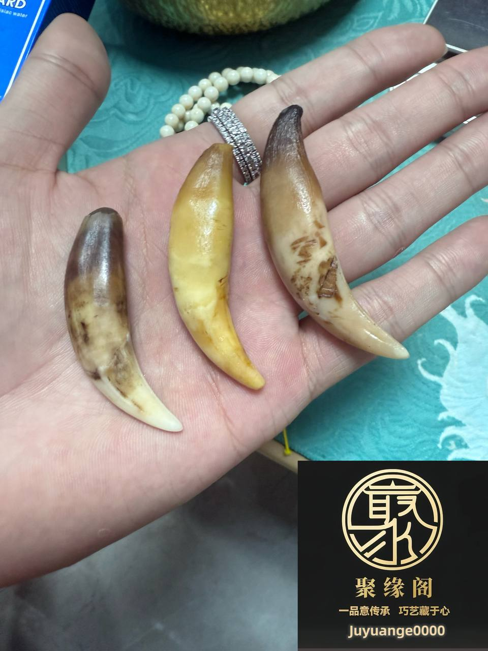 极品野生小虎牙三颗